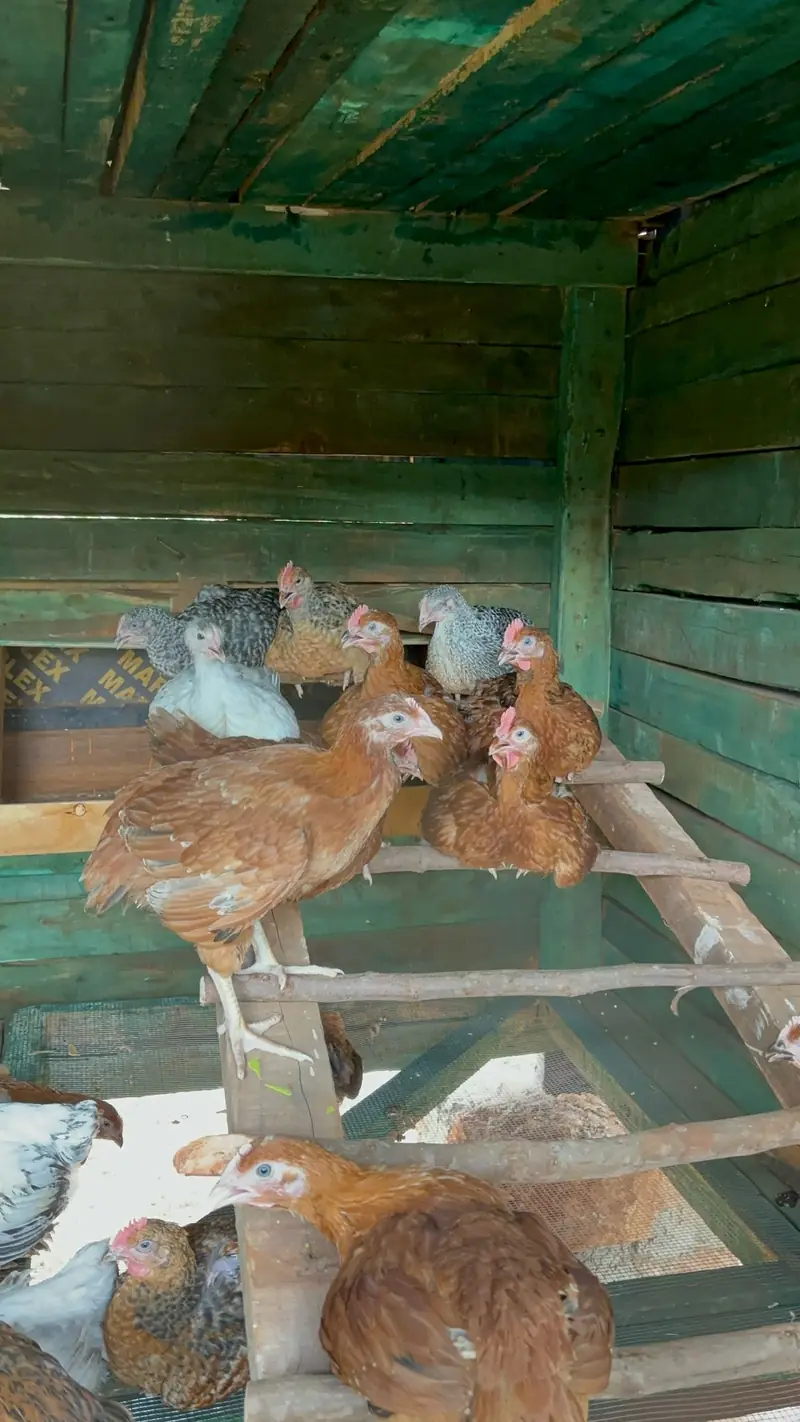 Galline sui posatoi della Chicken Academy