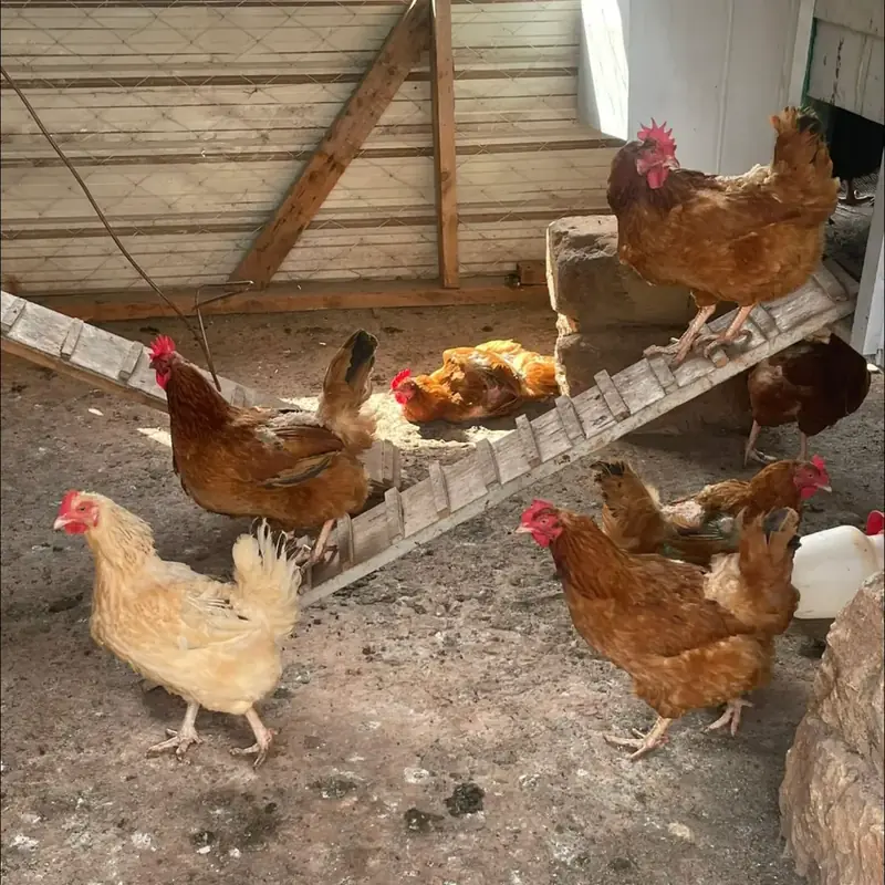Le galline nel nuovo pollaio del villaggio Bimbi del Meriggio