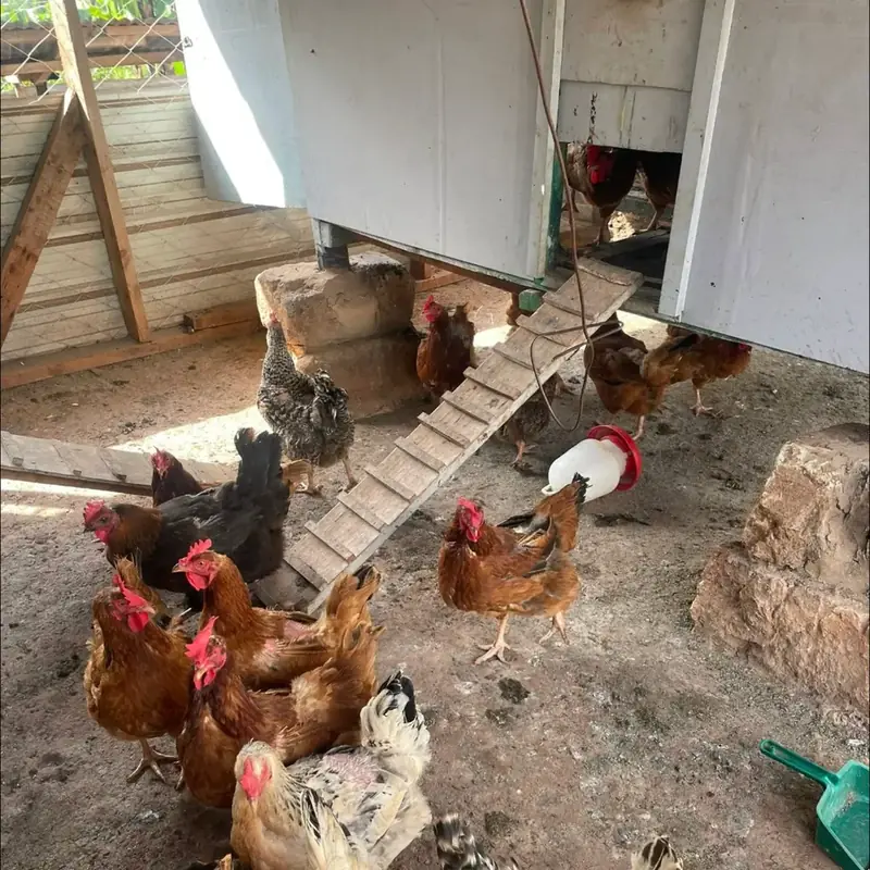 Galline e pulcini davanti alla Chicken Academy, il pollaio del villaggio