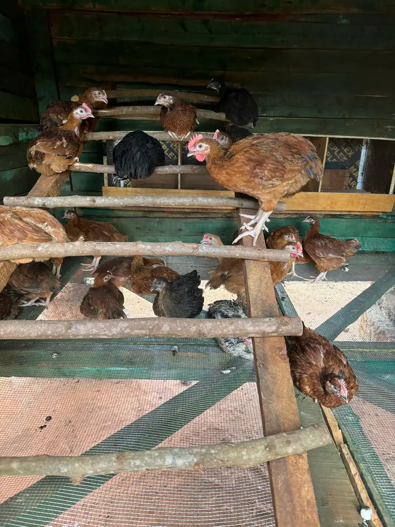 I primi polli della Chicken Academy sui posatoi